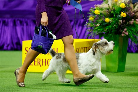 Westminster dog show - In general, terriers have done extraordinarily well at the Westminster Kennel Club Dog Show. In fact, they’ve taken home a whopping 34 wins over the show’s history which equates to about 30 ...